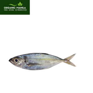 Matambaka / Bigeye Scad